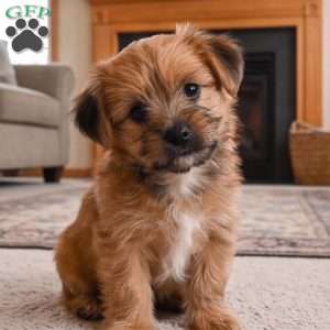 Ace, Morkie / Yorktese Puppy